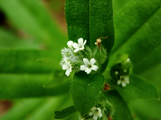 {Myosotis macrosperma}